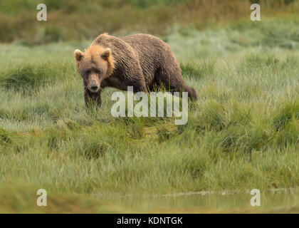 Ours brun, Ursus arctos, recherche de nourriture à kukak Bay, Alaska, USA Banque D'Images