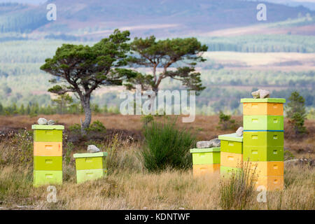 Ruches sur le domaine de Rothiemurchus dans les Highlands écossais qui produisent du miel de bruyère Rothiemurchus, Rothiemurchus Forest, Ecosse, Royaume-Uni Banque D'Images