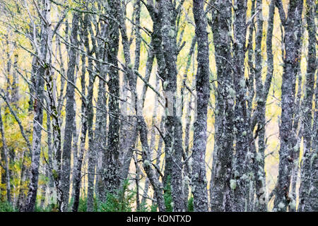 Les bouleaux d'argent couverts de lichens dans les petits bois avec feuillage automne en forêt inshriach sur les bords de la rivière Spey, près de à feshiebridge Banque D'Images