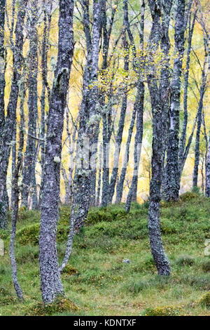 Les bouleaux d'argent couverts de lichens dans les petits bois avec feuillage automne en forêt inshriach sur les bords de la rivière Spey, près de à feshiebridge Banque D'Images