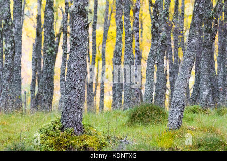 Les bouleaux d'argent couverts de lichens dans les petits bois avec feuillage automne en forêt inshriach sur les bords de la rivière Spey, près de à feshiebridge Banque D'Images