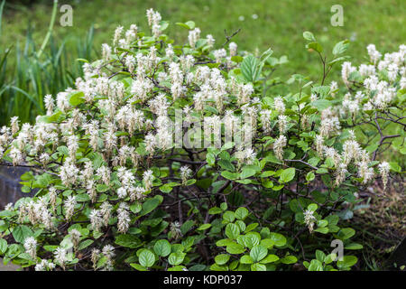 Sorcière nain, l'aulne Fothergilla gardenii Banque D'Images