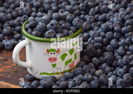 Close up de bleuets frais mûrs en blanc ancienne rétro metal mug plus de tas de petits fruits au marché des fermiers de détail Affichage, high angle view Banque D'Images