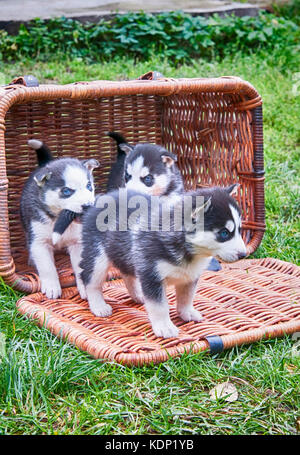 Chiot husky dans un panier Banque D'Images