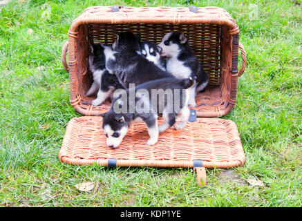 Chiot husky dans un panier Banque D'Images