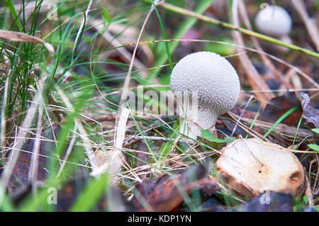 De plus en plus imperméable aux champignons dans la forêt en automne Banque D'Images