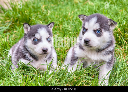 Deux belles charmant les chiots de race laika est assis sur l'herbe verte Banque D'Images
