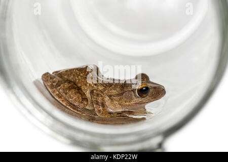 Grenouille rousse dans un bocal en verre, isolated on white Banque D'Images