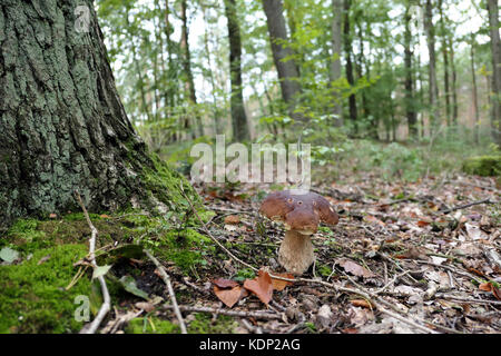 Grand et petit penny bun (cèpes) champignons sur forêt d'automne. Banque D'Images