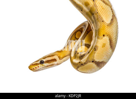 Close-up d'un Firefly python, isolated on white Banque D'Images