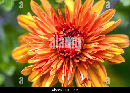 Orange Chrysanthemum mandarine gros plan fleur, couleurs d'automne Banque D'Images