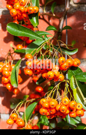 Baies de Pyracantha 'Firelight' Banque D'Images