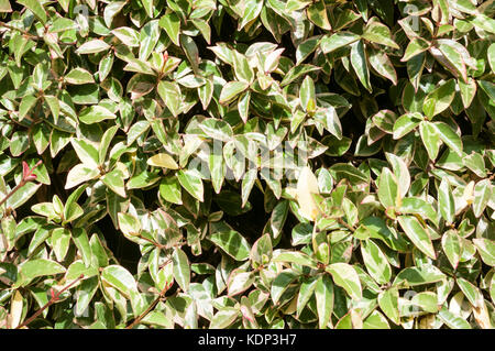 Feuillage panaché de Trachelospermum jasminoides 'Variegatum'. Banque D'Images