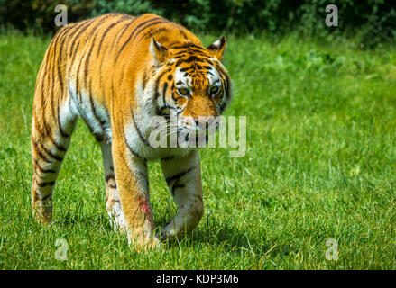 Prowling Tiger dans Longleat Safari Park Banque D'Images