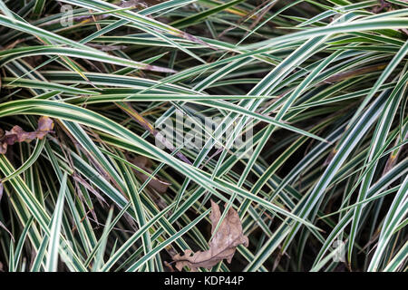 Carex morrowii ' doré ', herbe décorative, feuilles japonais Sedge Carex japonica aka Carex fortunei Banque D'Images