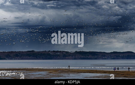 La migration des oies des neiges (Anser caerulescens) débarquement sur la rive du fleuve saint-laurent à cap rouge à Québec, blanc contre un ciel d'orage Banque D'Images