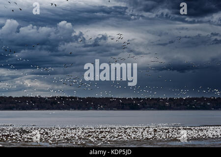 La migration des oies des neiges (Anser caerulescens) débarquement sur la rive du fleuve Saint-Laurent à Cap Rouge à Québec, blanc contre un ciel d'orage Banque D'Images