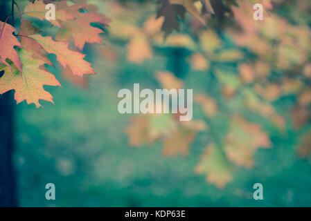 Les feuilles d'automne colorés sur branch selective focus closeup Banque D'Images