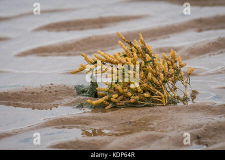 Une plante qui pousse de samphire sur la plage dans le sable exposé avec la marée et des algues sur la tige Banque D'Images