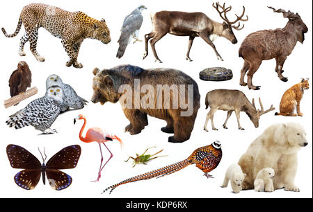Collection de différents oiseaux, mammifères et reptiles d'Asie isolé sur fond blanc Banque D'Images
