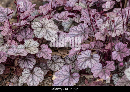 Cloches de corail, feuillage, Heuchera 'Silver Scrolls', feuilles Heuchera Banque D'Images