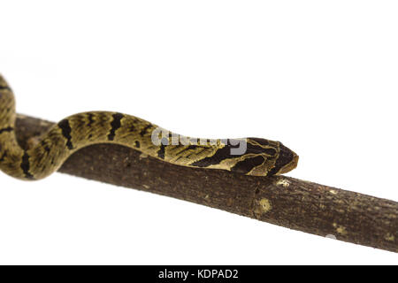 Serpent kukri bagués (oligodon fasciolatus) sur une branche sur fond blanc Banque D'Images