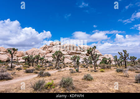 Grand châssis robuste joshua trees les formations rocheuses entourant le paysage désertique. Banque D'Images