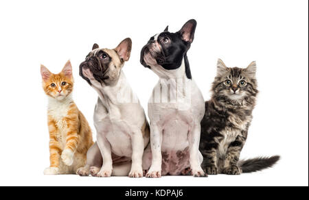 Groupe de chats et chiens assis, isolated on white Banque D'Images