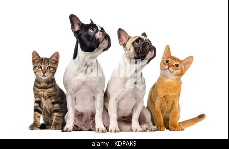 Groupe de chats et chiens assis, isolated on white Banque D'Images