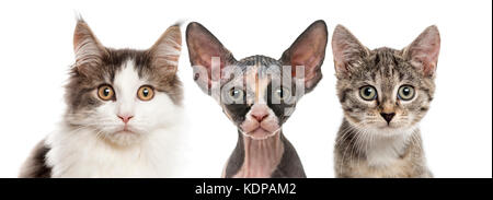 Close-up de trois chats regardant la caméra, isolated on white Banque D'Images