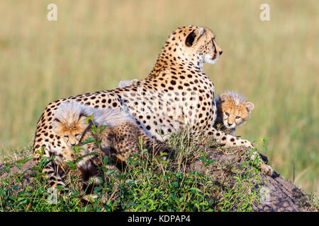 Cheetah ludique d'oursons avec leur mère Banque D'Images