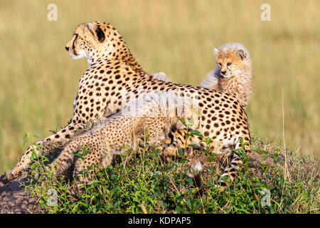 Cheetah avec oursons sur savannah Banque D'Images