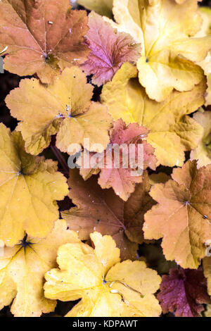 Orange Heuchera 'Mahogany' Heuchera feuilles Banque D'Images