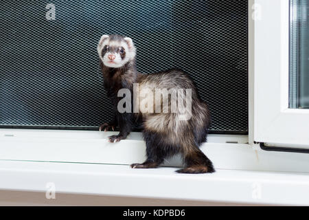 Curieux furet noir et blanc assis sur le rebord de Banque D'Images