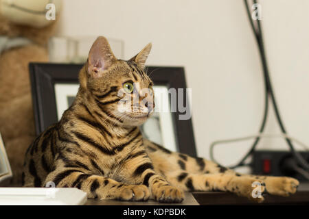 Race de chat bengal à l'âge de 5 mois d'avoir menti sur la table de chevet Banque D'Images