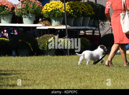 Femme marche son petit chien blanc dans le parc en mumfest à New Bern en Caroline du Nord, du centre-ville historique festival célébrant les fleurs et de plaisir Banque D'Images