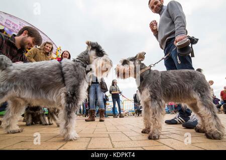 Barry, pays de Galles, Royaume-Uni, 15 octobre 2017. Deux schnauzers se rencontrent au Schnauzerfest de l'île Barry, qui fait partie d'une collection nationale de marches de collecte de fonds. Photo de Mark Hawkins / images composées crédit : Mark Hawkins/Alamy Live News Banque D'Images