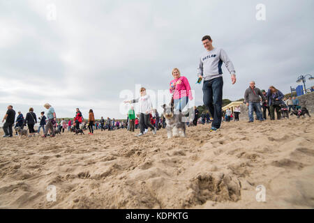 Barry, pays de Galles, Royaume-Uni, 15 octobre 2017. Des centaines de schnauzers et leurs propriétaires se promènent sur la plage du Schnauzerfest à Barry Island, qui fait partie d'une collection nationale de marches de collecte de fonds, Vale of Glamorgan, pays de Galles, Royaume-Uni. Photo de Mark Hawkins / images composées crédit : Mark Hawkins/Alamy Live News Banque D'Images