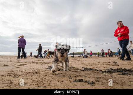 Barry, pays de Galles, Royaume-Uni, 15 octobre 2017. Des centaines de schnauzers et leurs propriétaires se promènent sur la plage du Schnauzerfest à Barry Island, qui fait partie d'une collection nationale de marches de collecte de fonds, Vale of Glamorgan, pays de Galles, Royaume-Uni. Photo de Mark Hawkins / images composées crédit : Mark Hawkins/Alamy Live News Banque D'Images