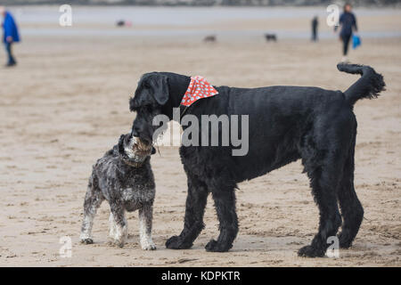 Barry, pays de Galles, Royaume-Uni, 15 octobre 2017. Un petit et un grand schnauzer se rencontrent au Schnauzerfest, Barry Island, qui fait partie d'une collection nationale de marches de collecte de fonds, Vale of Glamorgan, pays de Galles, Royaume-Uni. Photo de Mark Hawkins / images composées crédit : Mark Hawkins/Alamy Live News Banque D'Images