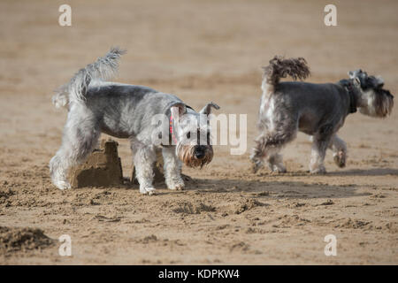 Barry, pays de Galles, Royaume-Uni, 15 octobre 2017. Un schnauzer laisse sa marque sur un château de sable lors du Schnauzerfest à Barry Island, qui fait partie d'une collection nationale de promenades de collecte de fonds, Vale of Glamorgan, pays de Galles, Royaume-Uni. Photo de Mark Hawkins / images composées crédit : Mark Hawkins/Alamy Live News Banque D'Images