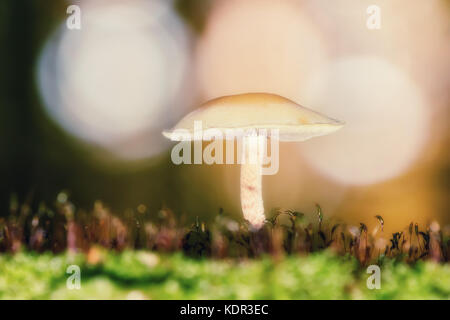Petits champignons blancs dans la forêt ensoleillée d'automne. Banque D'Images