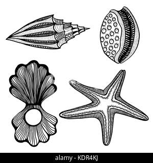 Ensemble de coquillages et monochrome star. hand drawn vector illustration Illustration de Vecteur