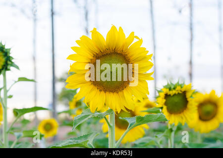 Tournesols jardin. Le tournesol possède une abondance d'avantages pour la santé. santé améliore la peau d'huile de tournesol Banque D'Images