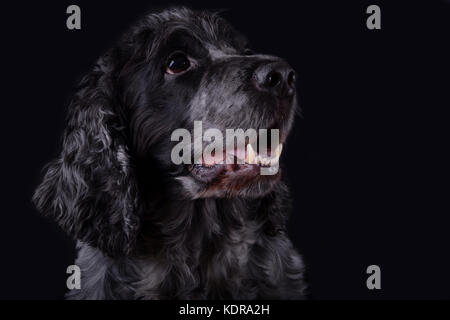 Cocker Rowan bleu est un bon animal de compagnie basée au Royaume-Uni Banque D'Images