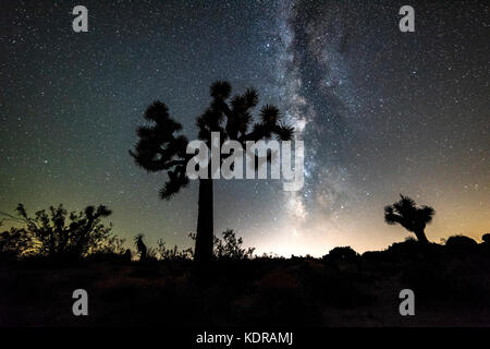 Le ciel nocturne parsemé de milliers d'étoiles et de la belle voie lactée, qui pend verticalement sur un arbre de Joshua dans le désert de Mojave. Banque D'Images