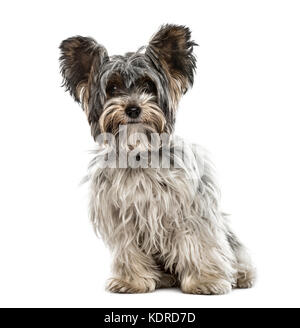 Biewer yorkshire assis, isolated on white Banque D'Images