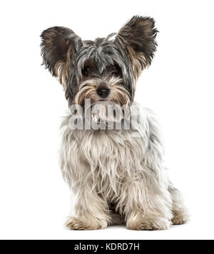 Biewer yorkshire assis, isolated on white Banque D'Images