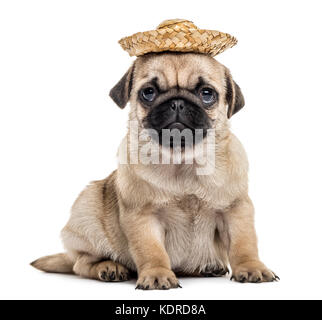 Carlin chiot avec un chapeau, isolated on white Banque D'Images