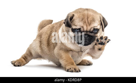 Le PUG puppy playing, isolated on white Banque D'Images